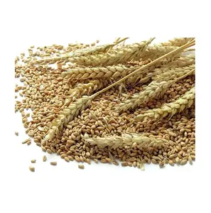 Wholesale Supplier Of Bulk Fresh Stock of Organic Whole Wheat Grains