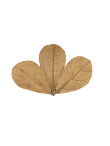 Lot de 50 feuilles en plastique naturel de taille inférieure à 10 \ "/3.93 \" pour aquarium d'amande indienne - Product Image 4