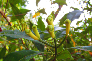 Fourniture de gousses séchées pures du Vietnam: Marchandises sélectionnées pour l'exportation à long terme/Mme Lima - Product Image 2