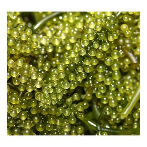 องุ่นทะเลอบแห้งในราคาที่ดีที่สุดจากองุ่นทะเลสด100%/Caulerpa lentillifera, seagrapes คาเวียร์เขียวสำหรับการทานสลัด - Product Image 5