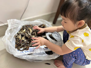 Precio barato 2025 Operculum Murex Operculum de Blue Lotus Vietnam Murex Operculum Extracto de Perfume-David Phan - Product Image 3