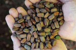 Simmondsia chinensis Jojoba Granulés - Product Image 2