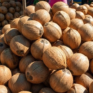 Promotion à chaud Noix de coco fraîches Qualité d'exportation Riche en eau et en viande Idéal pour les acheteurs et distributeurs de détail - Product Image 5
