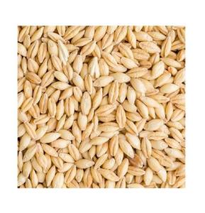 Organic Malted Barley <b>Grains</b> for Farming and Animal Feed Bulk Wholesale Sale - Product Image 1