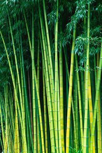 Bamboogrovedecor-ต้นไผ่ประดิษฐ์สำหรับพื้นที่ในร่มสร้างบรรยากาศที่เงียบสงบ - Product Image 3