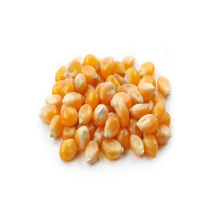ข้าวโพดสีเหลือง/ข้าวโพดสีเหลืองสำหรับอาหารสัตว์ - Product Image 4