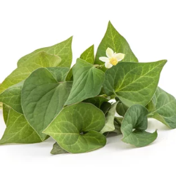 Dibl Ampolla Facial Antienvejecimiento con Ácido Hialurónico, Desarrollada en Corea, Suero Hidratante con Extracto de Pescado, Menta y Houttuynia Cordata - Product Image 2