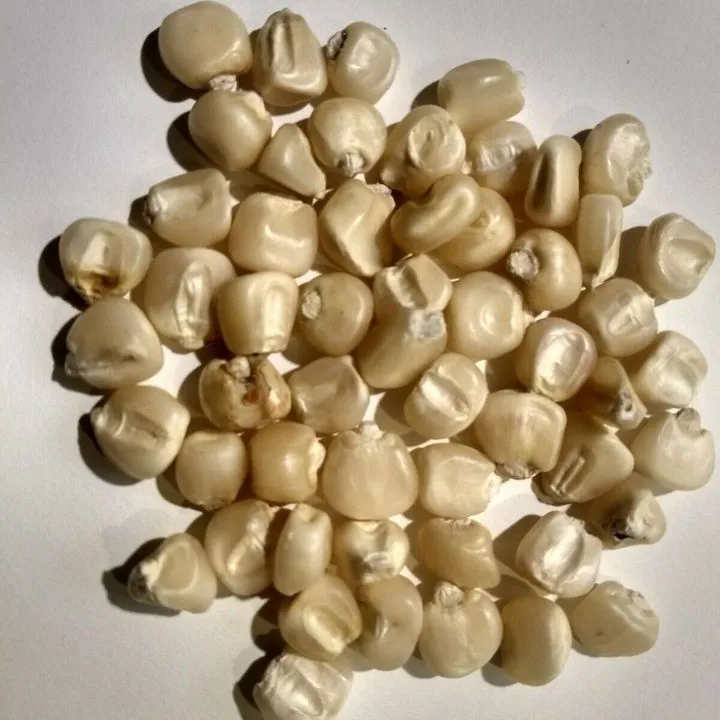 Reasonable price Corn Whitecorn Factory Supply Natural And Fresh Delicious Grains Full And Sweet Waxy Corn