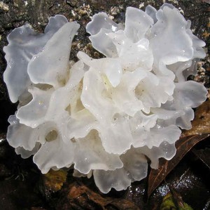 Champignon de neige frais de vendeur vietnamien distributeur entier délicieux - Product Image 4