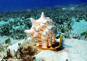 Conchas de casco con cuernos de primera calidad para una decoración costera única procedente de Vietnam a precios razonables - Product Image 6