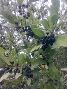 สบู่ Aleppo จากโรงงาน | น้ำมันมะกอกและน้ำมันลอเรลผสม | แท่งทึบช่างฝีมือ | ขายส่งจำนวนมากสำหรับประเทศเยอรมนี - Product Image 4