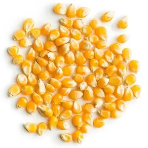 Toplu kurutulmuş çekirdek mısır 25kg torba ambalaj ve 14-15% nem seviyesi
