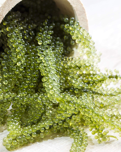 องุ่นทะเล (UMI Budo) สำหรับสลัดและอาหารเพื่อสุขภาพ - Product Image 4