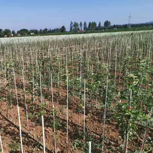Plastique renforcé GFRP/ GRP Profil de poteaux de jardin en pultrusion: soutien durable pour vos plantes