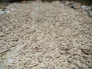 กระดูกปลาหมึก - กระดูกปลาหมึก ราคาถูกที่สุดจากเวียดนาม - Product Image 3