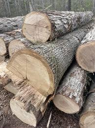Premium White Oak Timber <b>Logs</b> for Furniture Making White Oak <b>Logs</b> for Sawmills Freshly Cut White Oak <b>Logs</b> Durable & Strong - Product Image 2