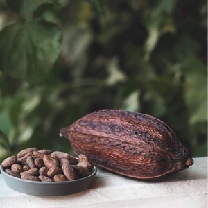 Variedad de Ariba verde de cacao Premium natural lista para la venta a granel con embalaje higiénico y entrega confiable - Product Image 4
