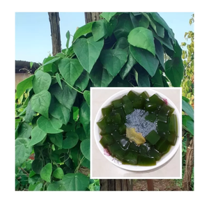 Gelatina Verde de Alta Calidad de Vietnam / Hoja de Gelatina Verde Seca para Postre - Product Image 2