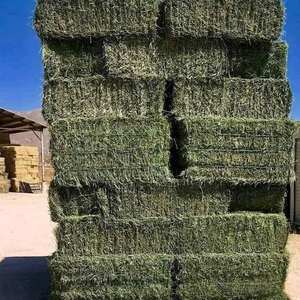 Balles de foin de luzerne de qualité supérieure à haute teneur en protéines aliments pour animaux destinés aux produits laitiers et au bétail prêts pour l'exportation - Product Image 4