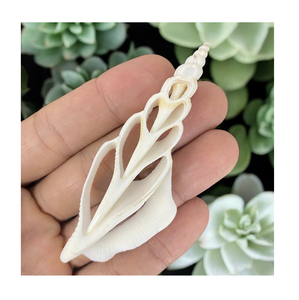 Tranches de coquillages pour idées de décoration côtière, événements de mariage à la plage et projets de bricolage en vrac - Product Image 1