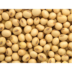 เมล็ดถั่วเหลืองแห้งคุณภาพเยี่ยม อุดมด้วยสารอาหาร ออร์แกนิคแท้ 25 กก. อายุการเก็บรักษา 24 เดือน สำหรับตลาดโลก - Product Image 5