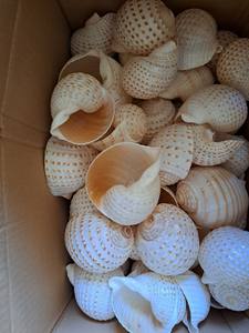 เปลือกหอยวัสดุธรรมชาติคุณภาพสูงจากเวียดนามเหมาะสำหรับตกแต่งบ้านบรรจุภัณฑ์จำนวนมากและงานหัตถกรรมศิลปะ - Product Image 3