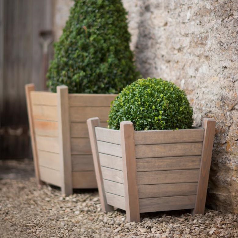 lavender hedge plants English Lavender Seeds – Imagine Seeds