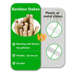 Ensemble de 25 piquets de plantes de bambou naturel pour tomates, fleurs, plantes grimpantes pour jardins d'enfants - Product Image 6