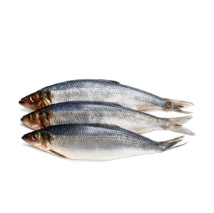 Arenque Fresco/Congelado, Todos los Tamaños, Pescado Congelado a Granel en Venta - Product Image 1
