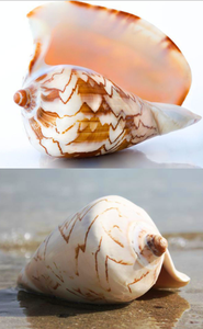 Concha de Caracol Natural de Vietnam para Manualidades y Decoración - Product Image 6