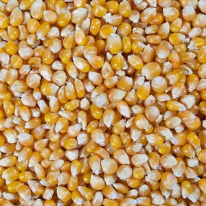 Maíz amarillo de alta proteína para piensos en envases a granel con maíz fresco y seco de calidad directamente cosechado y limpio - Product Image 4