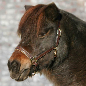 Licol en cuir avec diamants STAR - Product Image 3