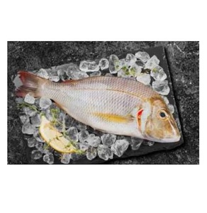 Poisson empereur congelé - Fournisseur en gros de poisson empereur - Product Image 2