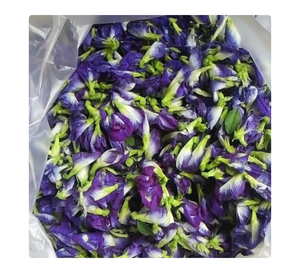 ซัพพลายเออร์เวียดนามสนับสนุนผู้ซื้อส่งออกด้วยดอกกระเพาะผีเสื้อจำนวนมาก - Product Image 4