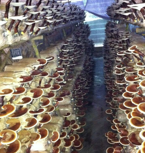 Fine Milled Reishi <b>Mushroom</b> Powder from Vietnam for Tea Mix Beverage and Food Manufacturing - Product Image 1