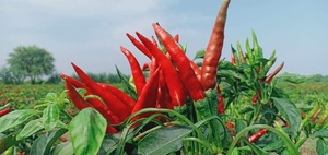 Graines hybrides de piment fort Capital F1 - Product Image 4