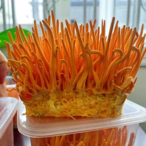 Cordyceps Militaris lyophilisés de haute qualité pour les marques de suppléments OEM ODM prêt - Product Image 1