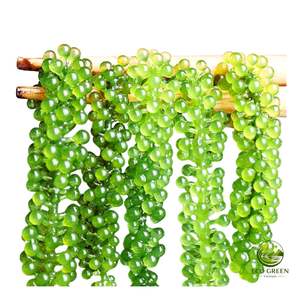 Umidibudos (Umidibudos Premium) OEM, Algas Marinas Deshidratadas, Caviar Verde, Snack Fácil de Comer para Venta al por Menor y al por Mayor - Product Image 3