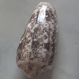 Conus Decurata JOYERÍA SEASHELL Pulido Conidae Conus Shell Motivo Tamaño mixto 5-7cm - Product Image 1