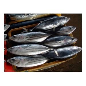 Wholesale IQF belted bonito/striped tuna frozen bonito <b>fish</b> size 1-2kg - Product Image 4