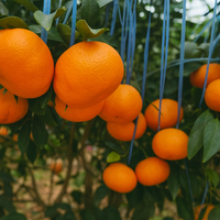 [Bbungja Jeju Gyul Farm] Premium Korea Redhyang Citrus Van Jeju Eiland Zoete Makkelijke Schil Hoge Brix Gap Gecertificeerd Cadeau Fruit