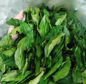 Hojas Secas de Mac Mat Clausena indica, Disponibles al por Mayor, Secado en Caliente, Liofilizadas, Hierba Vietnamita Natural - Product Image 1