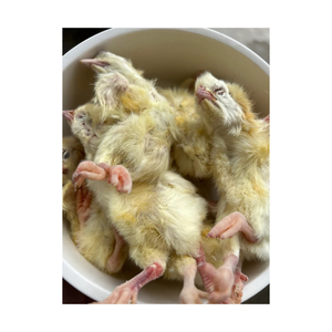 Poussins d'un Jour Congelés de Qualité Supérieure Soigneusement Conservés pour l'Alimentation du Bétail et de la Faune Sauvage - Product Image 3
