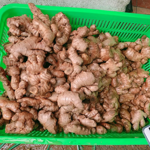 Premium <b>Fresh</b> <b>Ginger</b> From Vietnam | Rich Taste High Nutritional Value - Product Image 4