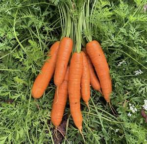 Carotte fraîche douce organique de haute qualité du Vietnam avec haute vitamine pour le marché de gros mondial - Product Image 6