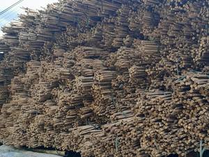 Plante de jardin sèche poteaux de bambou brut couleur jaune Offre Spéciale au Vietnam - Product Image 5