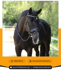 ชุดเดรสอาร์จินีลดีไซน์ใหม่อัจฉริยะ - Product Image 4