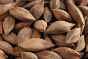 Premium Raw Pili Nuts Whole Kernels for Snacking Baking and <b>Confectionery</b> Production For Sale - Product Image 6