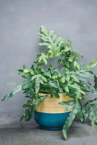 Ethically-Sourced Sustainable <b>Bamboo</b> Planter for Home Use - Product Image 5
