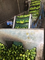 Citron frais de haute qualité citron vert frais toutes les tailles prix pas cher du Vietnam | Prenons une promotion sur la saison des soldes.
